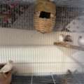 SAR 150, Birds Finches