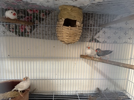 Riyadh, Farm & Garden, SAR 150,  Birds Finches