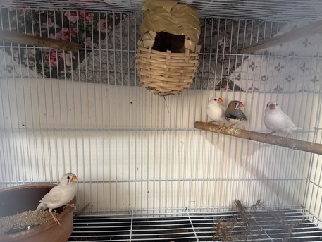 Riyadh, Farm & Garden, SAR 150,  Birds Finches