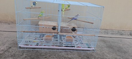 Jid Ali, Pet Supplies, BHD 15,  I Have 5nos Love Birds With Metal Gauge