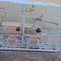 BHD 15, I Have 5nos Love Birds With Metal Gauge
