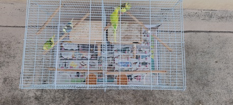 Jid Ali, Pet Supplies, BHD 15,  I Have 5nos Love Birds With Metal Gauge
