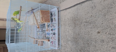 Jid Ali, Pet Supplies, BHD 15,  I Have 5nos Love Birds With Metal Gauge