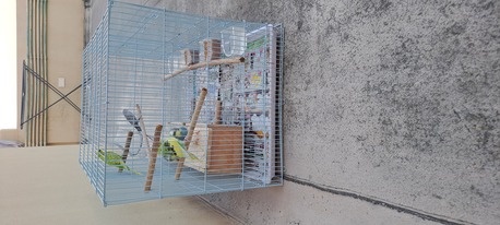 Jid Ali, Pet Supplies, BHD 15,  I Have 5nos Love Birds With Metal Gauge