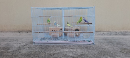 Jid Ali, Pet Supplies, BHD 15,  I Have 5nos Love Birds With Metal Gauge