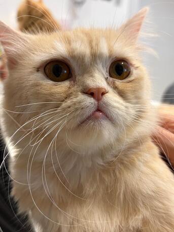 Riyadh, Pet Supplies, Up For Free Adoption But With Terms And Conditions