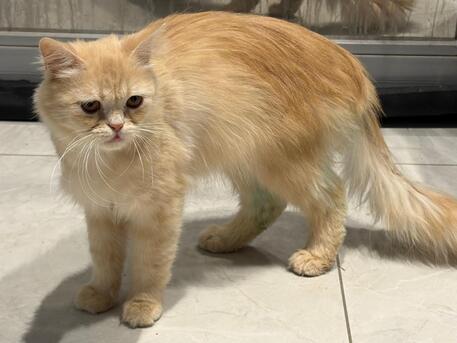 Riyadh, Pet Supplies, Up For Free Adoption But With Terms And Conditions