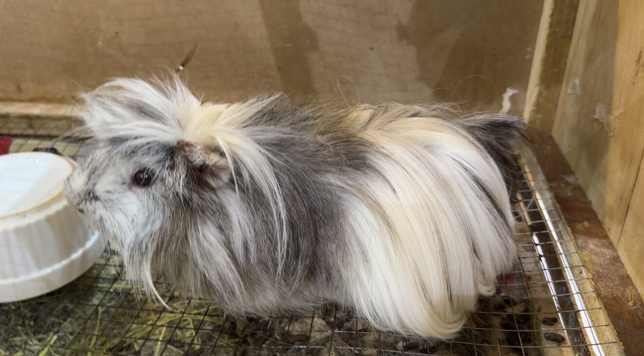 Riyadh, Pet Adoption, Adorable Pet Guinea Pig Long Hair