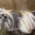Adorable Pet Guinea Pig Long Hair