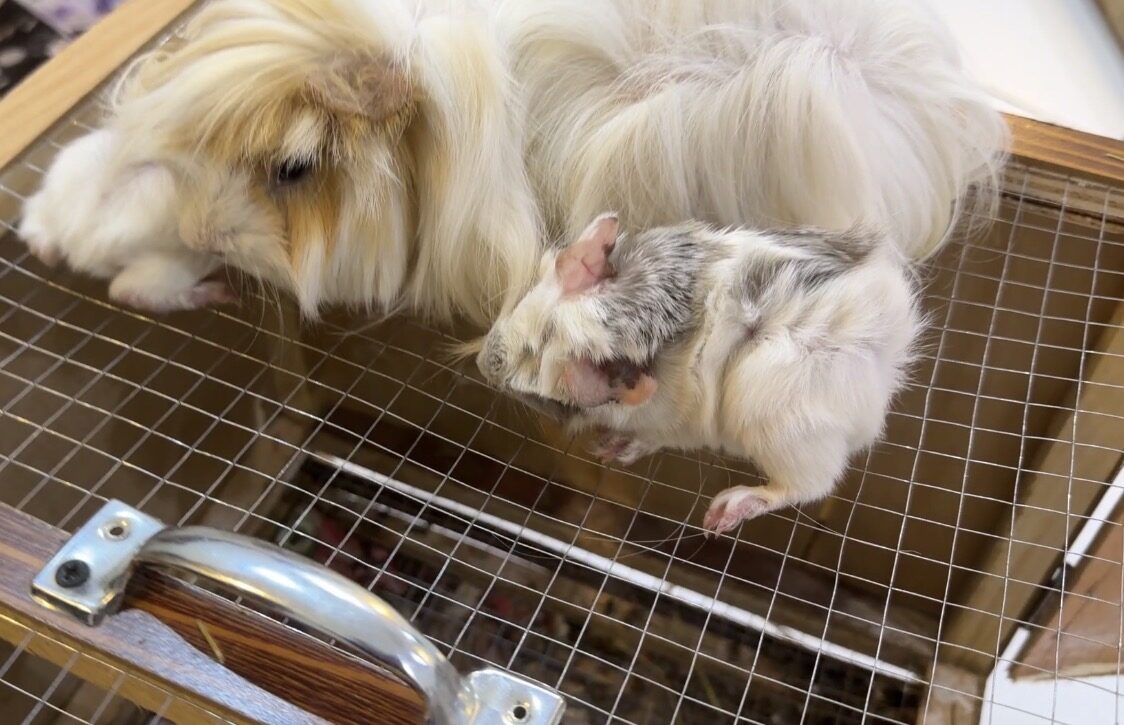 Riyadh, Pet Adoption, Adorable Pet Guinea Pig Long Hair
