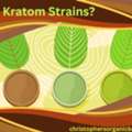 USD 50, The Complete Kratom Strains Chart: Types Of Kratom