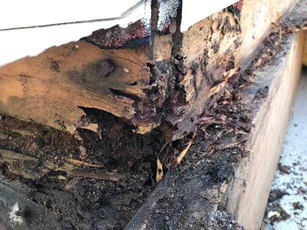Melbourne, Job Seekers, Termite Control Melbourne - Reliable Protection By Ace Termite Solutions