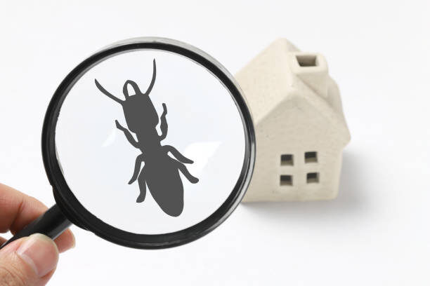 Melbourne, Job Seekers, Termite Control Melbourne - Reliable Protection By Ace Termite Solutions