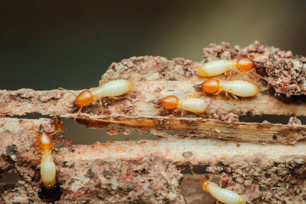 Melbourne, Job Seekers, Termite Control Melbourne - Reliable Protection By Ace Termite Solutions