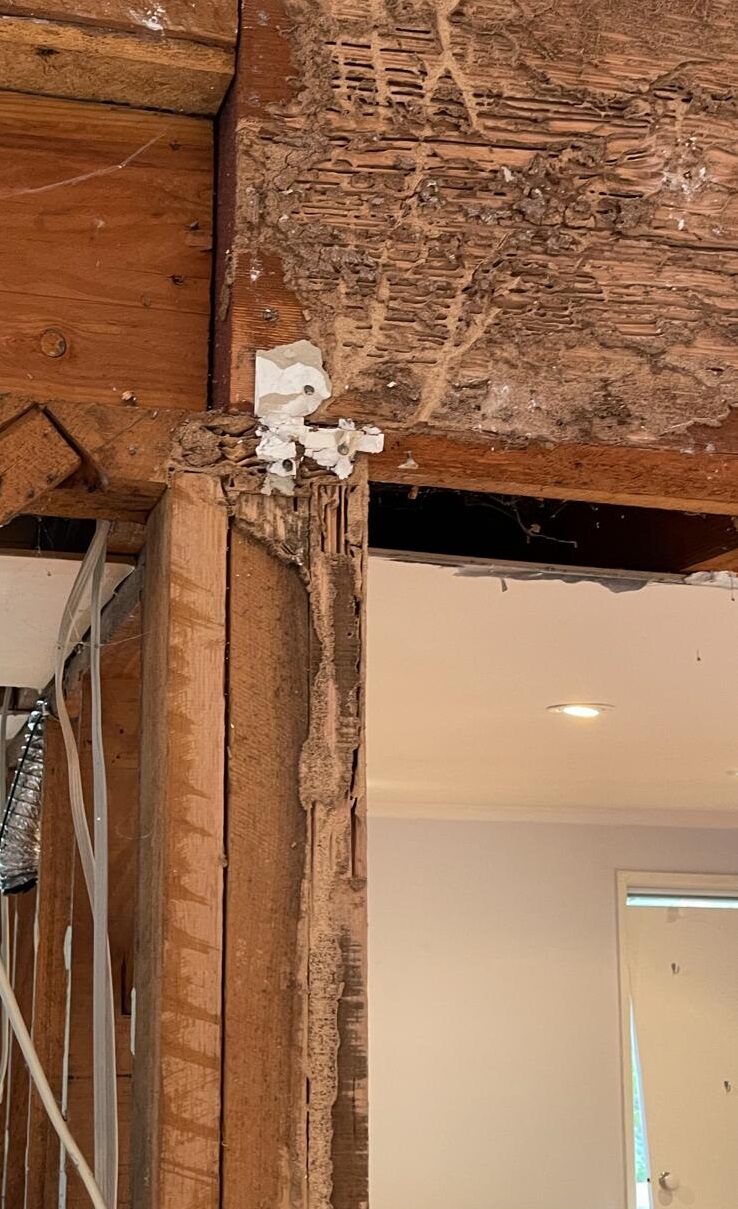 Melbourne, Job Seekers, Termite Control Melbourne - Reliable Protection By Ace Termite Solutions