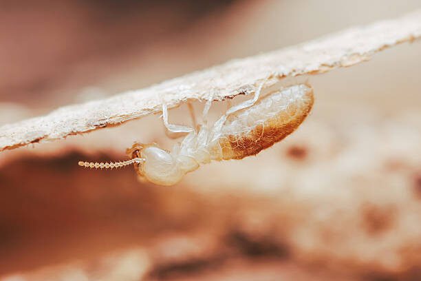 Melbourne, Job Seekers, Termite Control Melbourne - Reliable Protection By Ace Termite Solutions