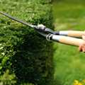 Hedge Cutting Surrey &ndash; Professional Hedge Trimming Services