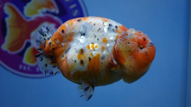 Austin, Pet Supplies, Buy Gold Fish Online USA