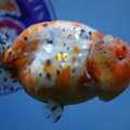 Buy Gold Fish Online USA