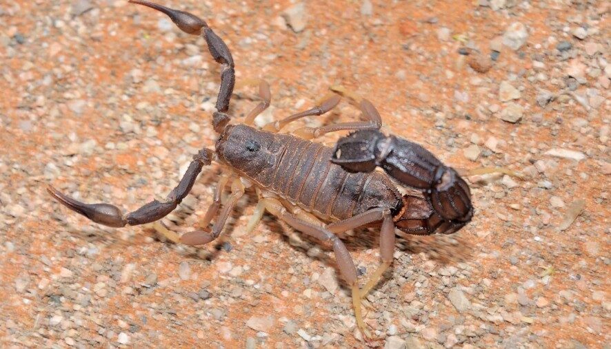 Muscat, Pest Control, Snake & Scorpion Control In Oman | HiCare Pest Control