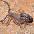Snake & Scorpion Control In Oman | HiCare Pest Control