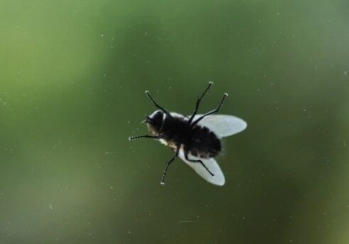 Muscat, Pest Control, Best Fly Control Services In Oman | HiCare Pest Control