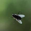 Best Fly Control Services In Oman | HiCare Pest Control