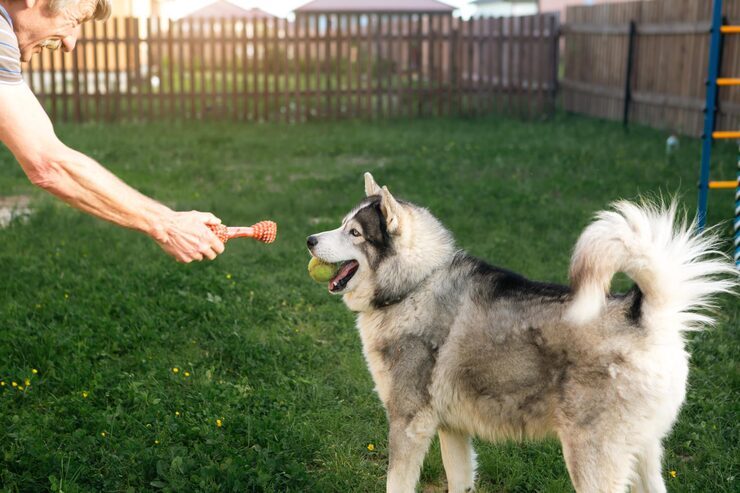 Jaipur, Pet Sitting, Dog Training Service In Ajmer