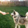 Dog Training Service In Ajmer
