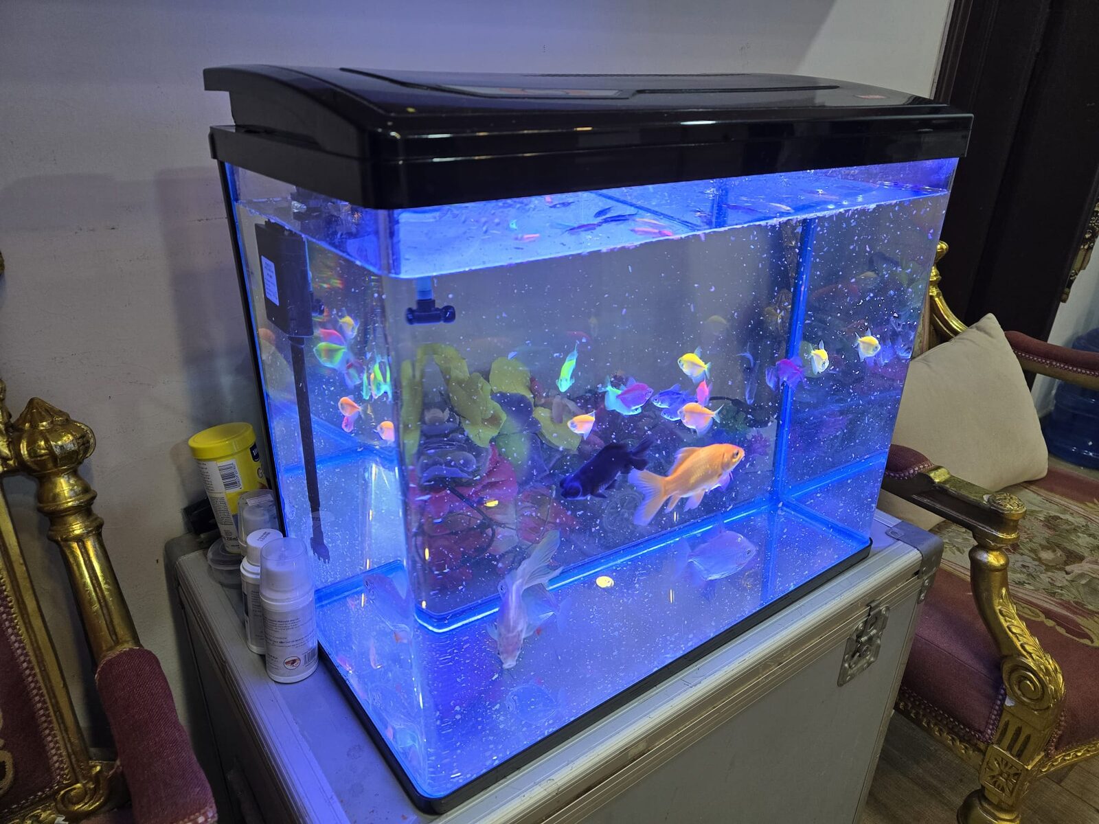 Khobar, Household Items, SAR 1199,  Complete Aquarium Set With 19 Healthy Fish &ndash; Ready To Use