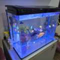 SAR 1199,  Complete Aquarium Set With 19 Healthy Fish &ndash; Ready To Use