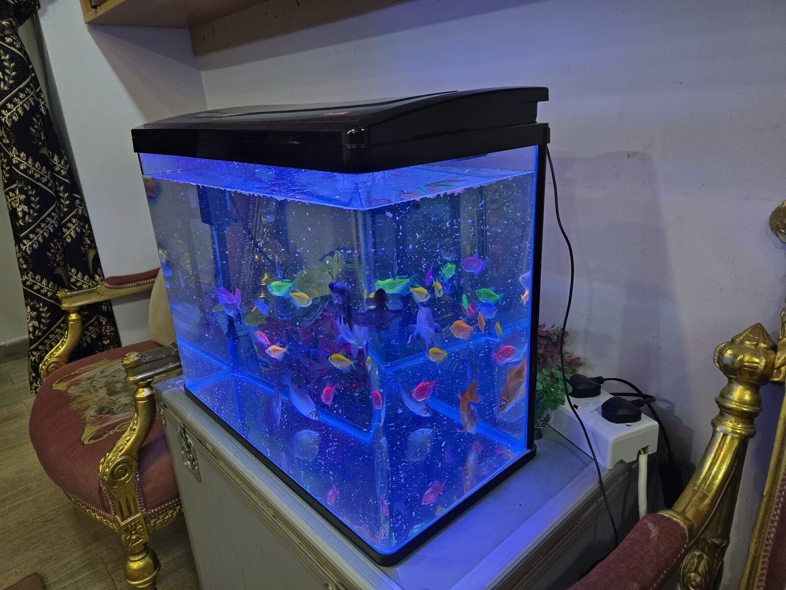 Khobar, Household Items, SAR 1199,  Complete Aquarium Set With 19 Healthy Fish &ndash; Ready To Use