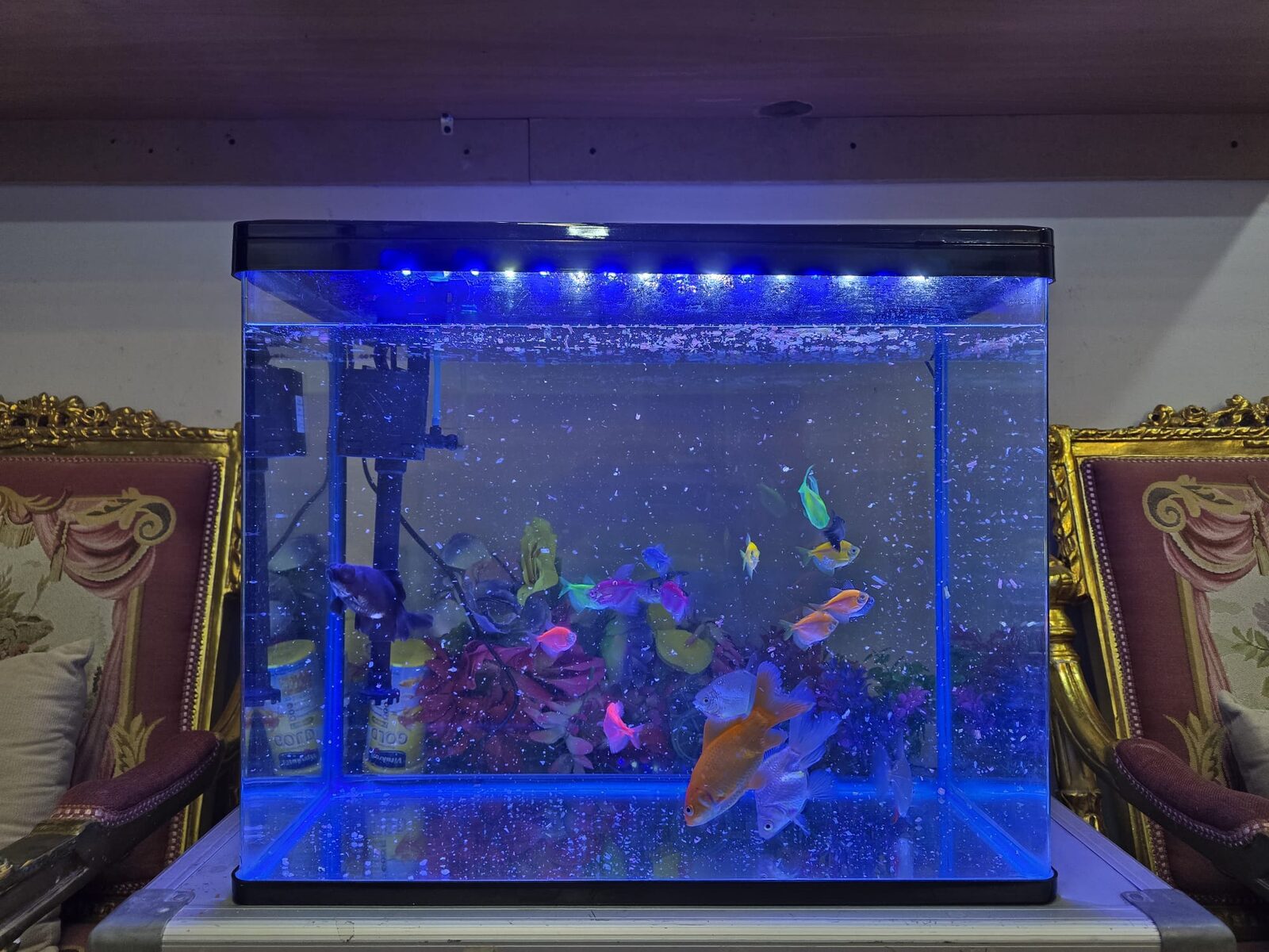 Khobar, Household Items, SAR 1199,  Complete Aquarium Set With 19 Healthy Fish &ndash; Ready To Use