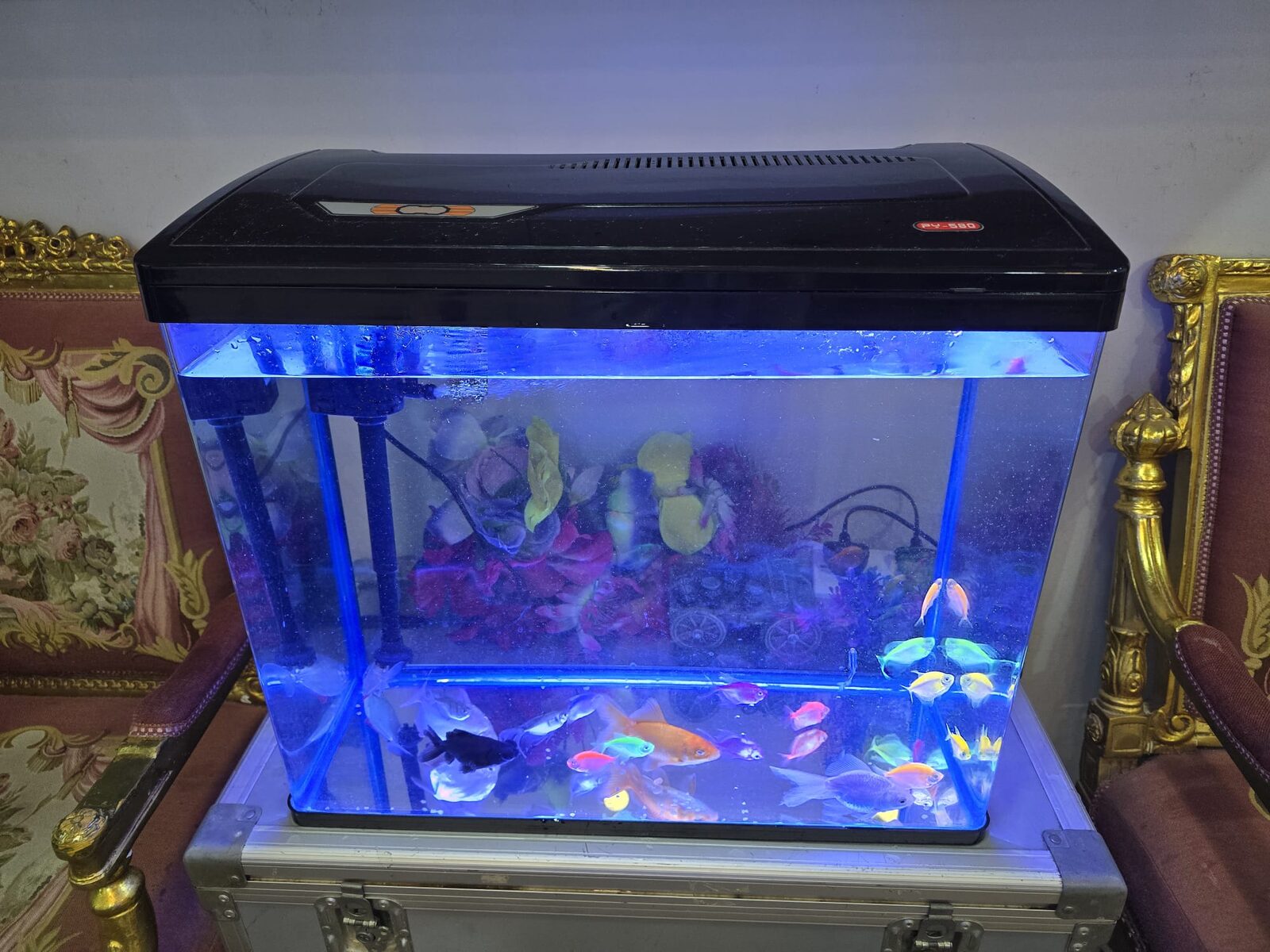 Khobar, Household Items, SAR 1199,  Complete Aquarium Set With 19 Healthy Fish &ndash; Ready To Use