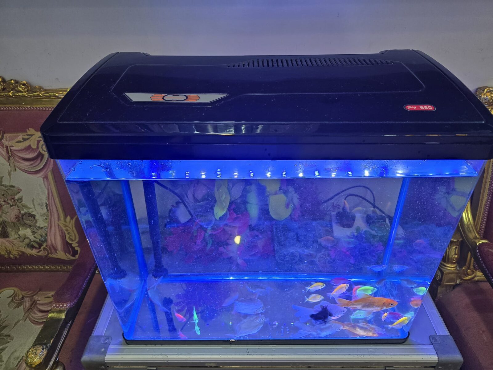 Khobar, Household Items, SAR 1199,  Complete Aquarium Set With 19 Healthy Fish &ndash; Ready To Use