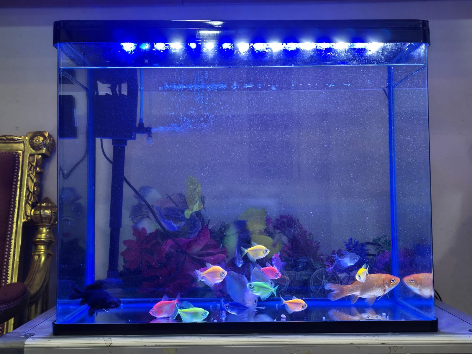 Khobar, Household Items, SAR 1199,  Complete Aquarium Set With 19 Healthy Fish &ndash; Ready To Use