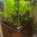 BHD 135,  BAHRAIN'S BEST FISH TANK - MAYBE - A REAL STUNNER