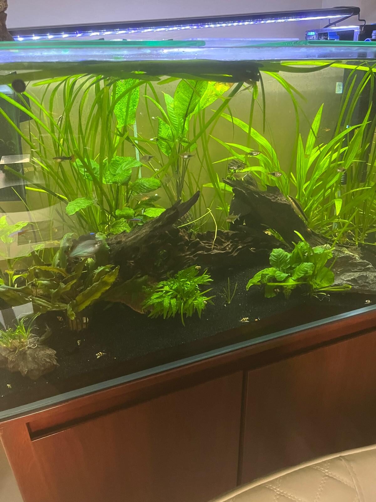 Manama, Pet Supplies, BHD 135,  BAHRAIN
