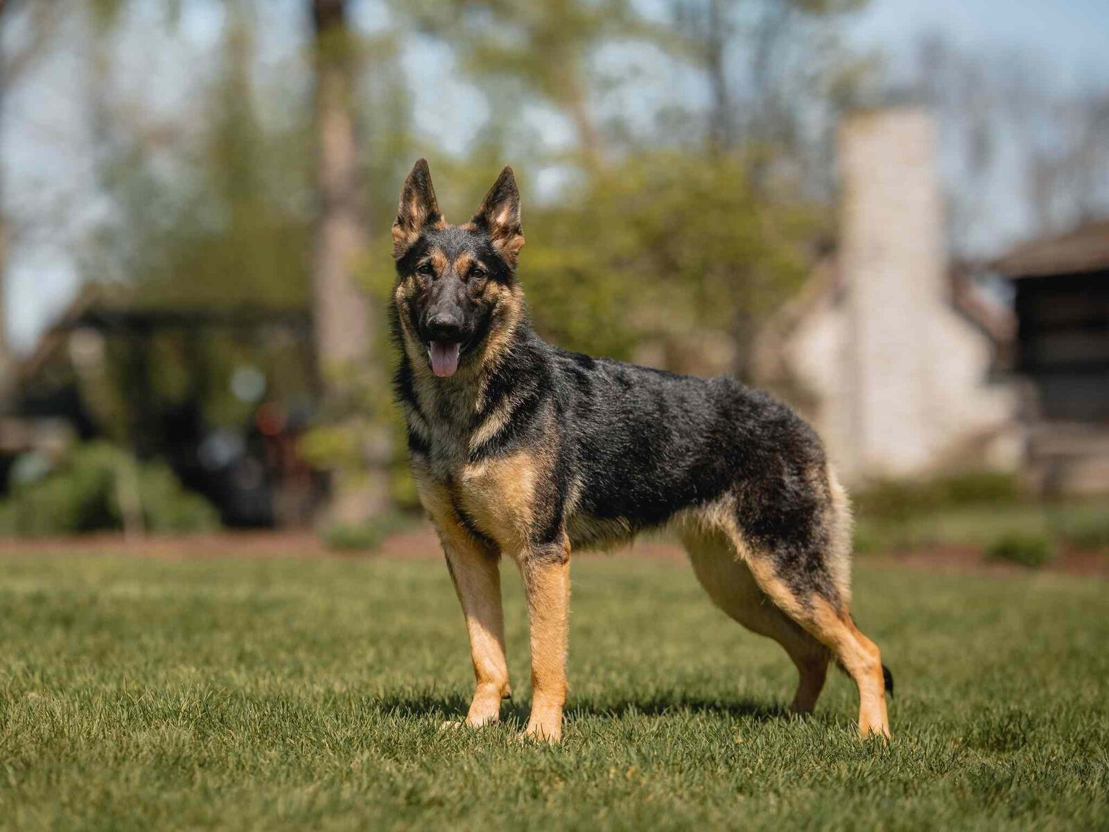 New York, Pet Supplies, Loyal Family Companions With Elite Training Protection Dogs Sale