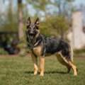 Loyal Family Companions With Elite Training Protection Dogs Sale