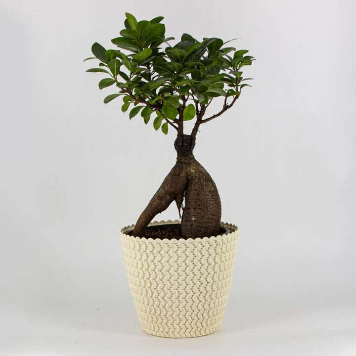 Mumbai, Wholesale Products, Leading Pots Manufacturer & Wholesaler In India | Garden