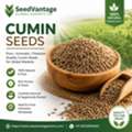 Reliable Bulk Supplier Of Premium Cumin Seeds