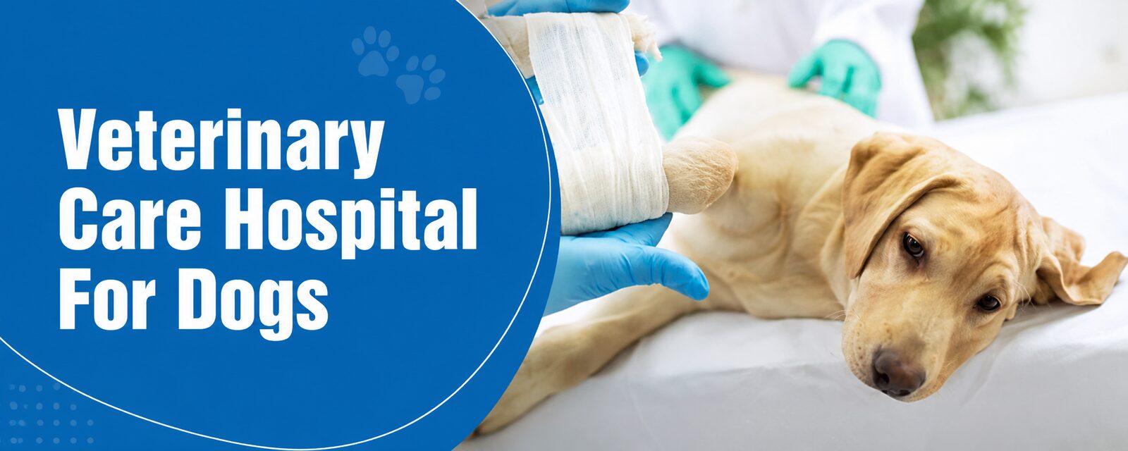 Gurgaon, Health, Veterinary Care Hospital For Dogs | CGS Hospital