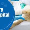 Veterinary Care Hospital For Dogs | CGS Hospital