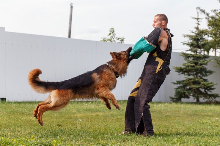 Bangalore, Pet Sitting, Dog Training Service In Mysore