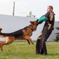Dog Training Service In Mysore