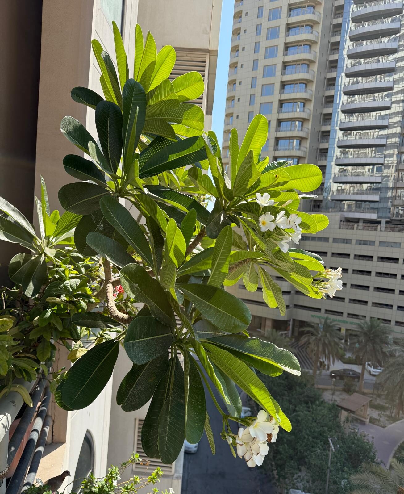 Juffair, Farm & Garden, BHD 35,  Plumeria Flowers Plant In Big Tub (big 2.1mtr High) For Sell