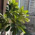 BHD 35,  Plumeria Flowers Plant In Big Tub (big 2.1mtr High) For Sell