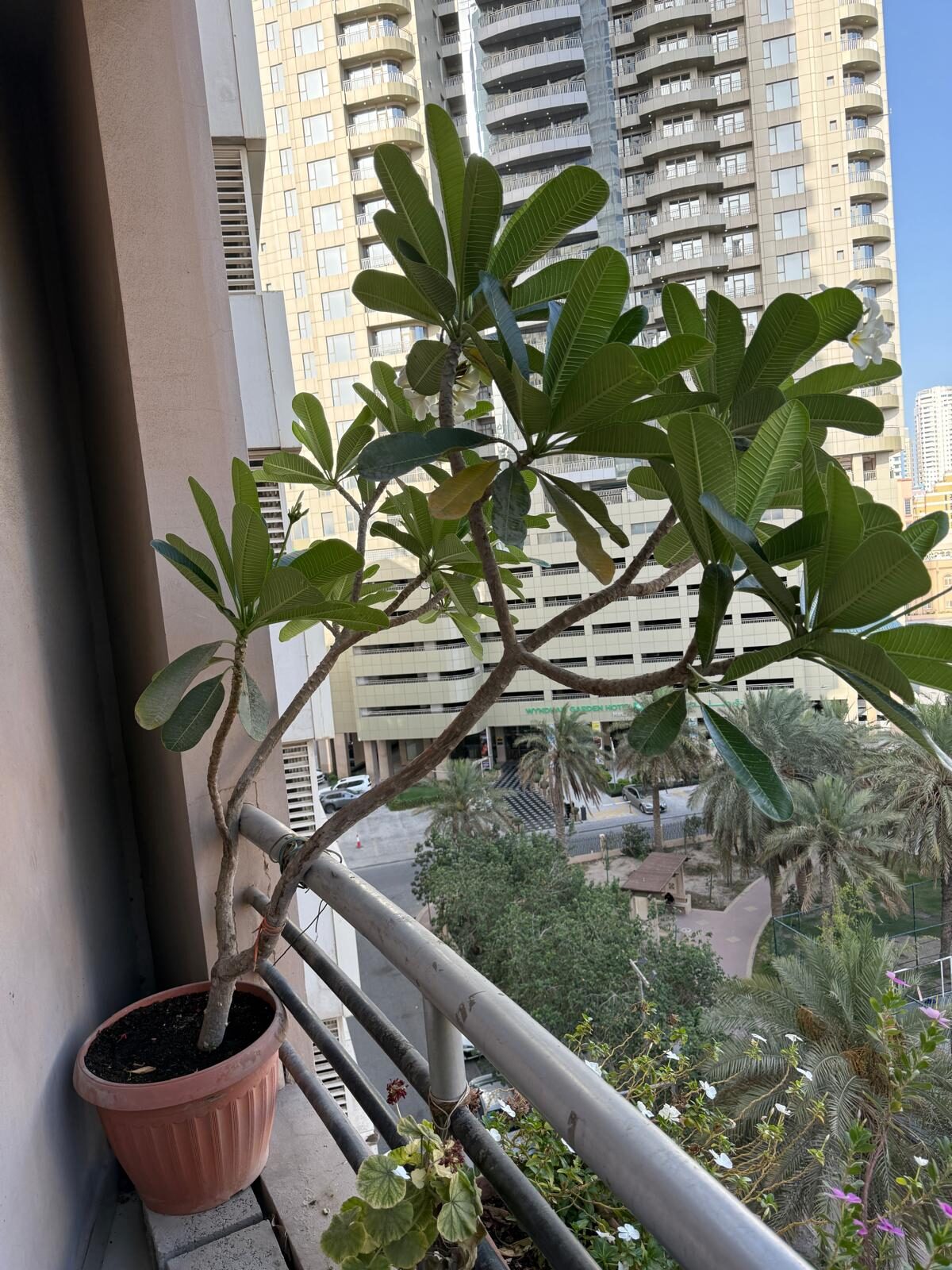 Juffair, Farm & Garden, BHD 35,  Plumeria Flowers Plant In Big Tub (big 2.1mtr High) For Sell