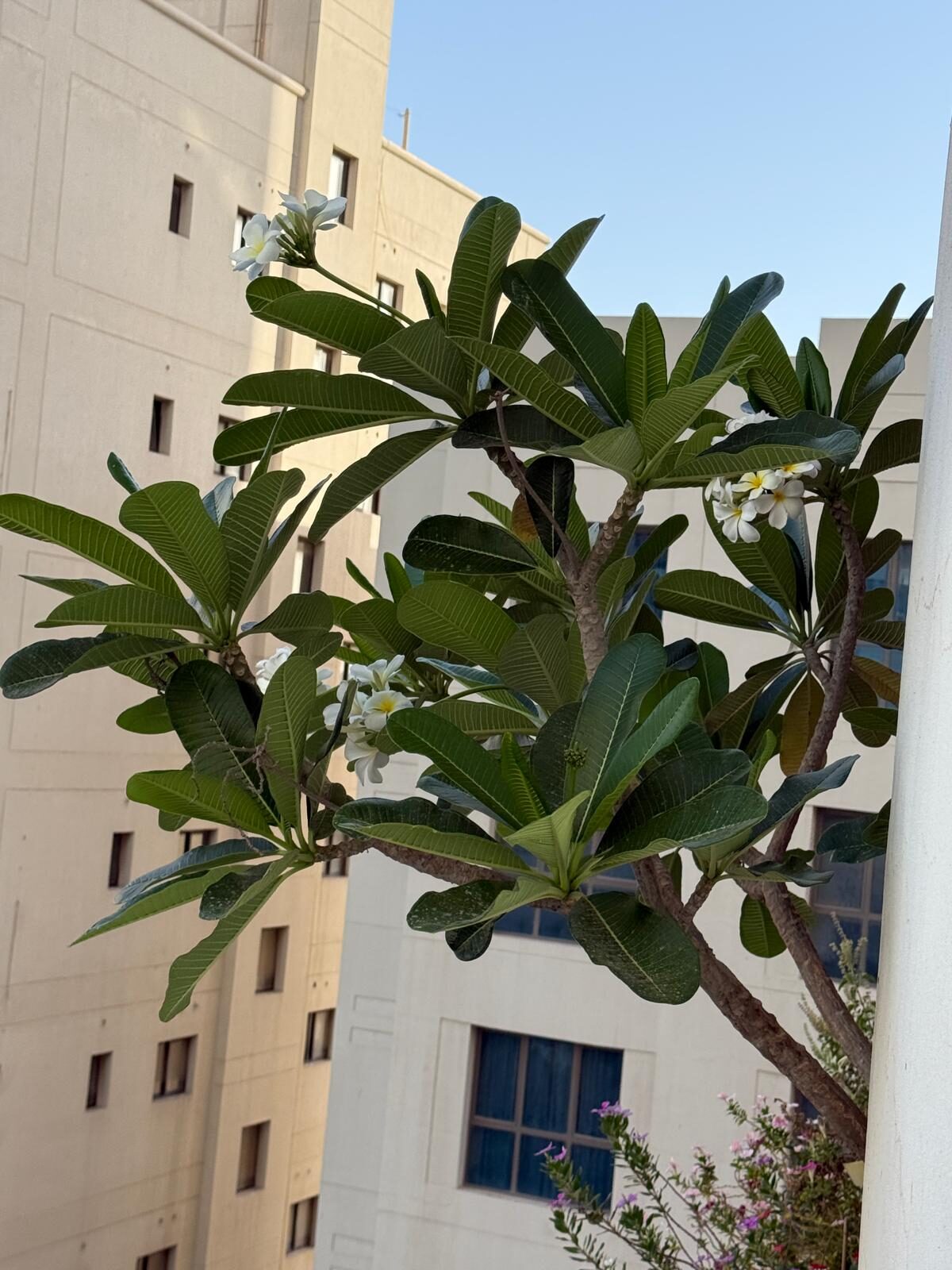 Juffair, Farm & Garden, BHD 35,  Plumeria Flowers Plant In Big Tub (big 2.1mtr High) For Sell